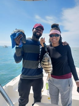 Black Drum fishing in St. Petersburg, Florida