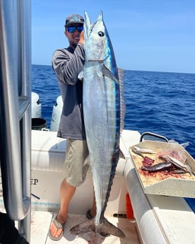 Wahoo fishing in Sarasota, Florida