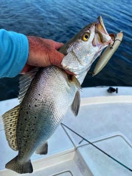 Speckled Trout Fishing in Galveston, Texas