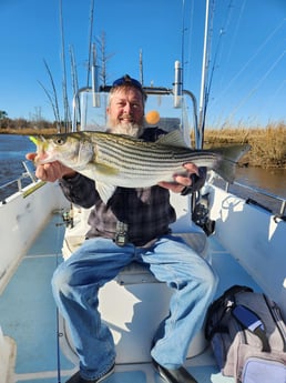 Hybrid Striped Bass Fishing in Trails End Road, Wilmington, N, North Carolina