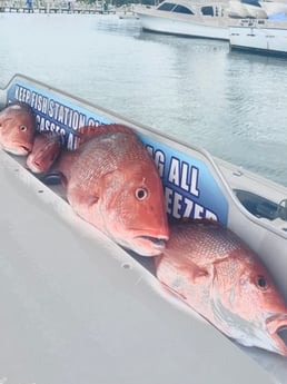 Red Snapper fishing in Destin, Florida