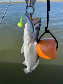 Speckled Trout / Spotted Seatrout Fishing in Galveston, Texas