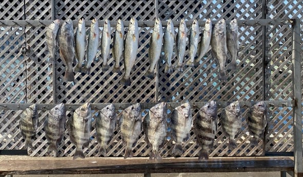 Black Drum, Sheepshead, Speckled Trout / Spotted Seatrout fishing in Corpus Christi, Texas