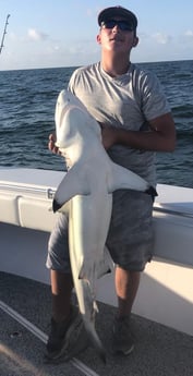 Blacktip Shark fishing in Galveston, Texas