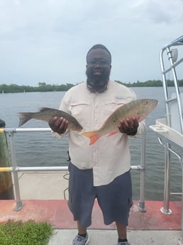 Mangrove Snapper, Mutton Snapper Fishing in