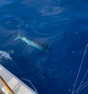 Striped Marlin Fishing in San Juan, Puerto Rico