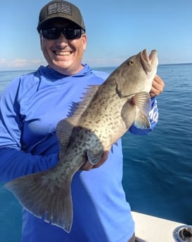 Gag Grouper Fishing in Clearwater, Florida