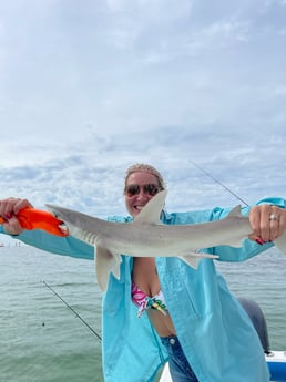 Bonnethead Shark fishing in Clearwater, Florida