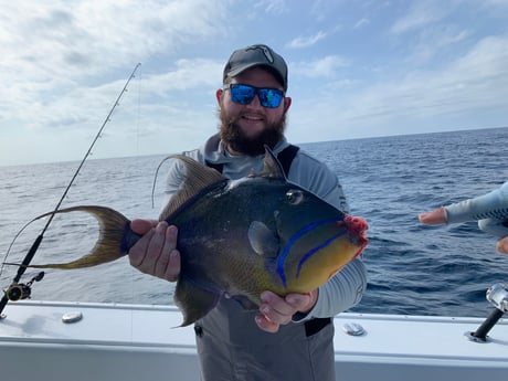 Triggerfish fishing in St. Augustine, Florida