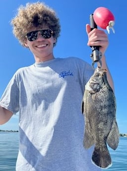 Tripletail Fishing in Sarasota, Florida