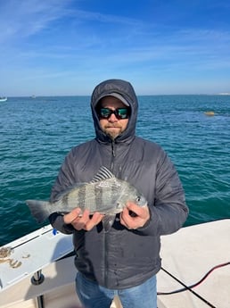 Black Drum Fishing in Beaufort, North Carolina