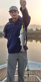 Speckled Trout / Spotted Seatrout fishing in St. Augustine, Florida