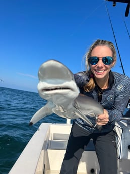 Blacktip Shark Fishing in Sarasota, Florida