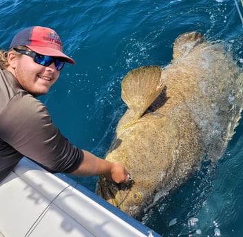 Goliath Grouper fishing in Clearwater, Florida