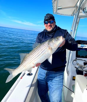 Striped Bass Fishing in Stone Harbor, New Jersey