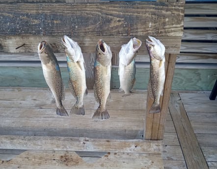 Speckled Trout Fishing in Corpus Christi, Texas