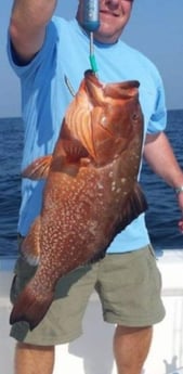 Red Grouper Fishing in Clearwater, Florida