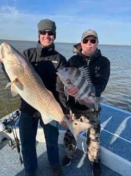 Redfish, Sheepshead Fishing in Galveston, Texas