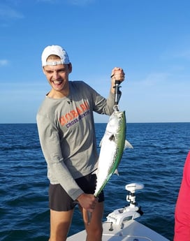 Little Tunny / False Albacore fishing in Naples, Florida