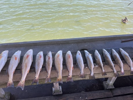 Redfish, Speckled Trout Fishing in Rockport, Texas