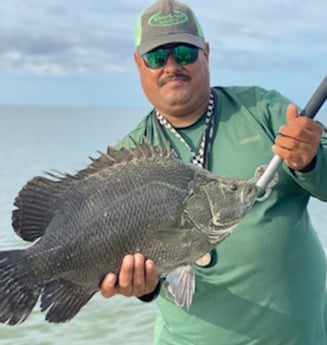 Tripletail Fishing in Corpus Christi, Texas