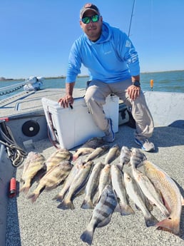 Black Drum, Redfish, Sheepshead, Speckled Trout / Spotted Seatrout Fishing in Galveston, Texas