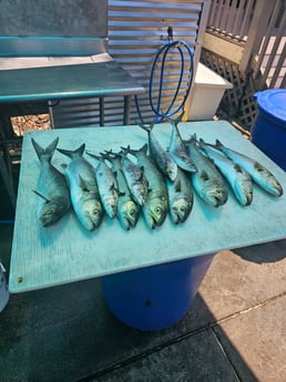 Bluefish Fishing in Destin, Florida