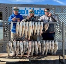 Black Drum, Redfish, Sheepshead, Speckled Trout / Spotted Seatrout Fishing in Corpus Christi, Texas