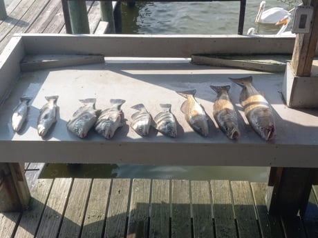 Sheepshead fishing in Houston, Texas