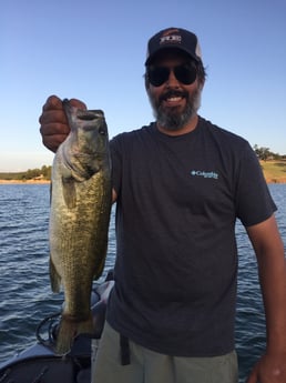 Largemouth Bass fishing in Austin, Texas