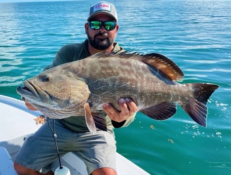 Black Grouper fishing in Tavernier, Florida