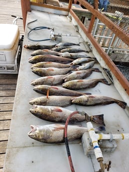 Redfish, Sheepshead fishing in Port Isabel, Texas