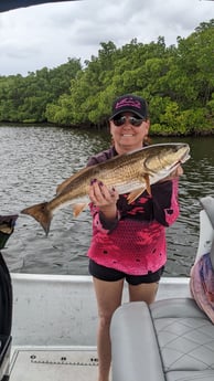 Redfish Fishing in St. Petersburg, Florida