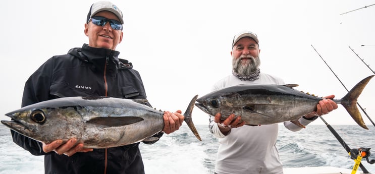 Blackfin Tuna fishing in Galveston, Texas