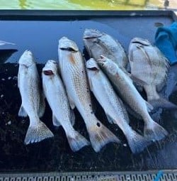 Redfish, Sheepshead Fishing in Galveston, Texas