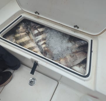 Sheepshead Fishing in Pensacola, Florida