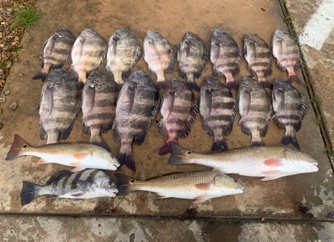 Redfish, Sheepshead fishing in Galveston, Texas