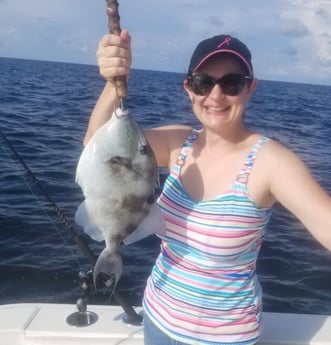 Triggerfish fishing in Destin, Florida