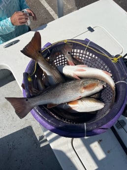 Redfish Fishing in Rockport, Texas