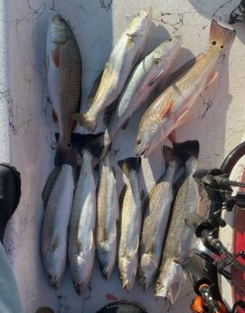 Redfish, Speckled Trout / Spotted Seatrout fishing in Port O&#039;Connor, Texas