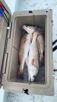 Redfish Fishing in Rockport, Texas