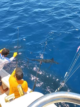 Black Marlin fishing in Rockport, Texas