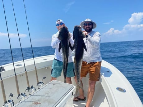 Cobia Fishing in Jacksonville, Florida