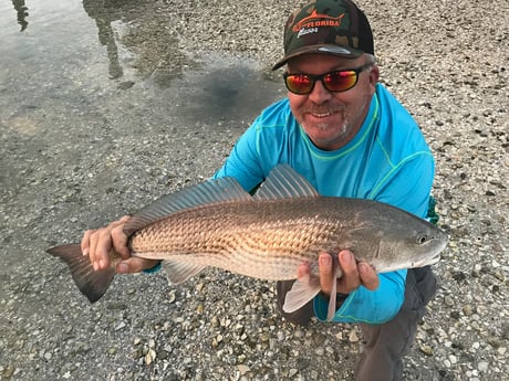 Redfish Fishing in Sarasota, Florida