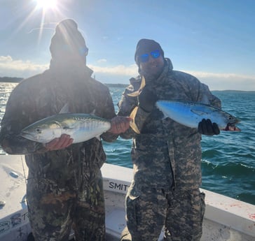 Little Tunny / False Albacore Fishing in Beaufort, North Carolina