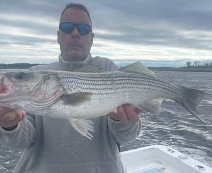 Striped Bass Fishing in Trails End Road, Wilmington, N, North Carolina