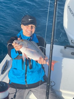 Mutton Snapper fishing in Islamorada, Florida