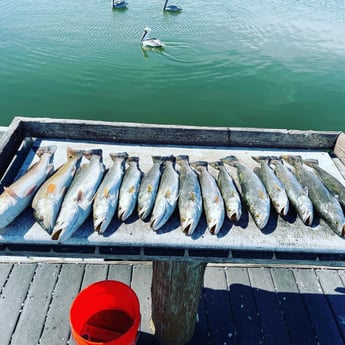 Redfish, Speckled Trout / Spotted Seatrout fishing in Corpus Christi, Texas