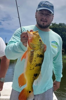 Peacock Bass fishing in Delray Beach, Florida