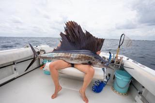 Sailfish Fishing in Boynton Beach, Florida